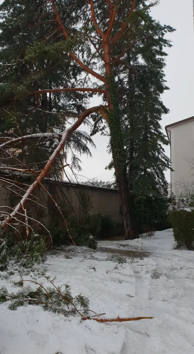 Pino con un grosso ramo spezzato dalla neve sopra un cortile innevato
