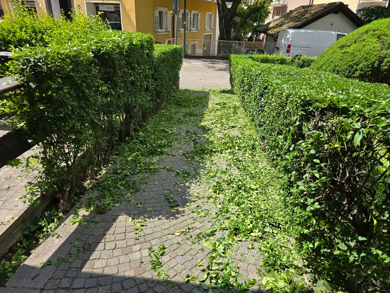 Siepi potate ai lati di un vialetto in porfido